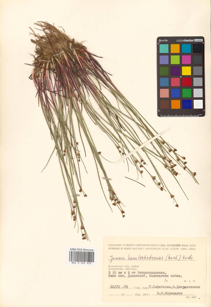 Ситник Фори Buchenau, Сибирь, Чукотка и Камчатка (S7) (Россия)