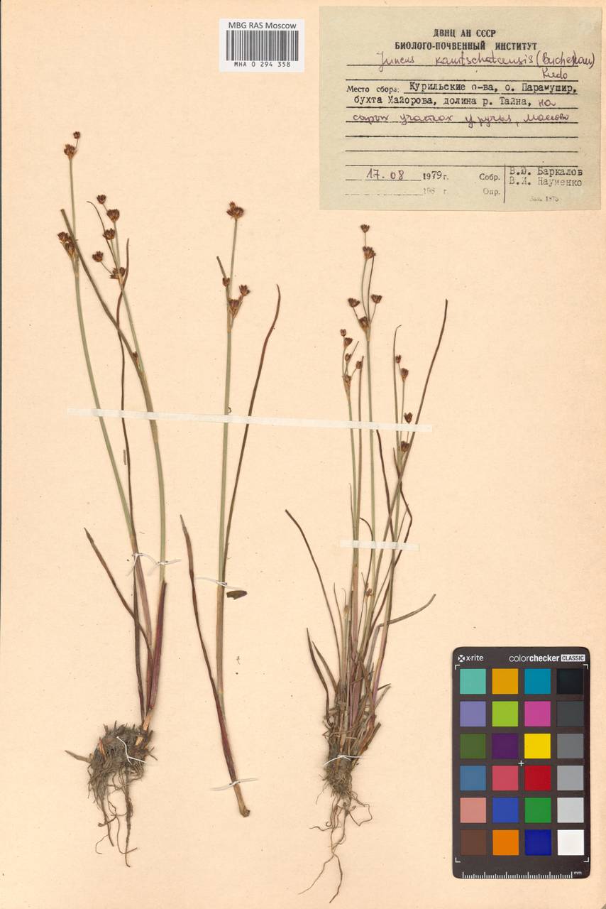 Ситник Фори Buchenau, Сибирь, Дальний Восток (S6) (Россия)