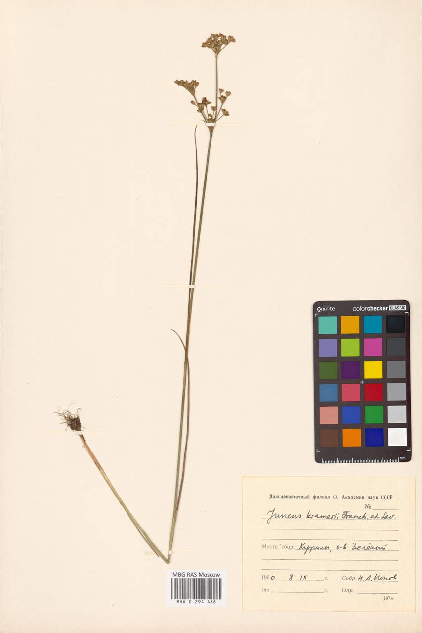 Ситник Крамера Franch. & Sav., Сибирь, Дальний Восток (S6) (Россия)