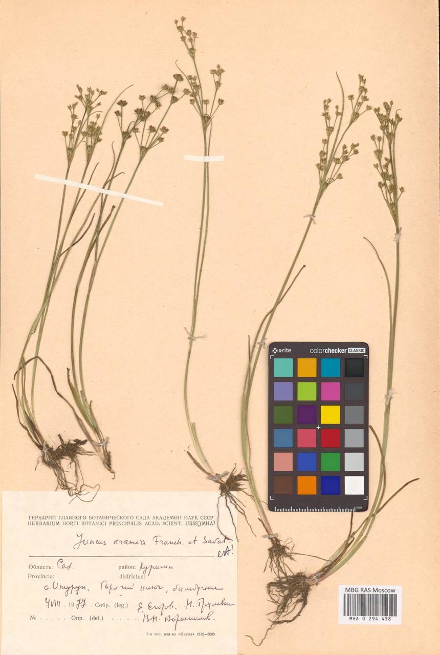 Ситник Крамера Franch. & Sav., Сибирь, Дальний Восток (S6) (Россия)
