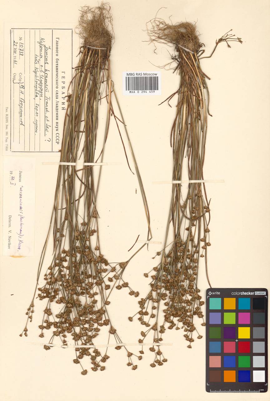 Ситник Крамера Franch. & Sav., Сибирь, Дальний Восток (S6) (Россия)