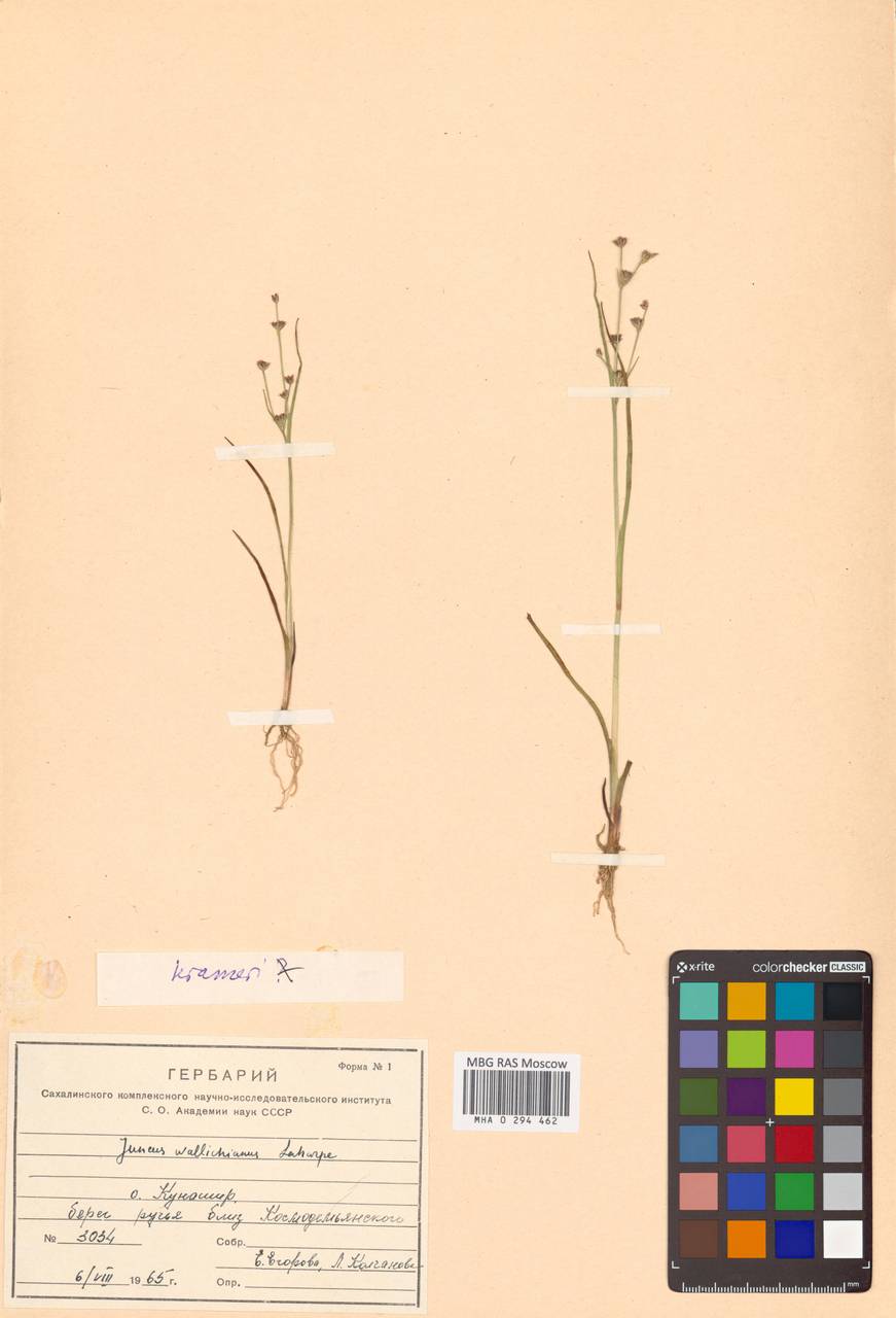 Ситник Крамера Franch. & Sav., Сибирь, Дальний Восток (S6) (Россия)