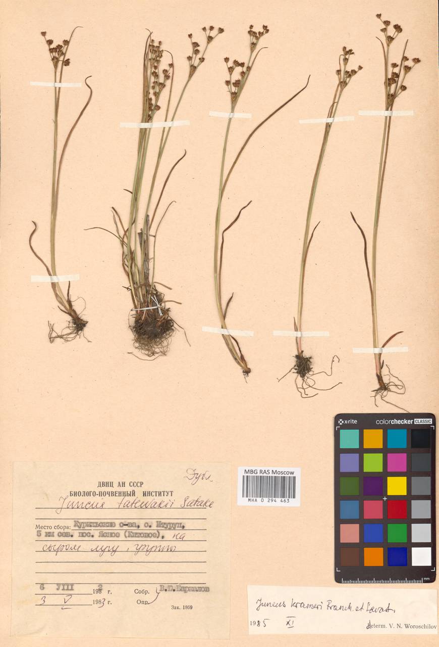 Ситник Крамера Franch. & Sav., Сибирь, Дальний Восток (S6) (Россия)