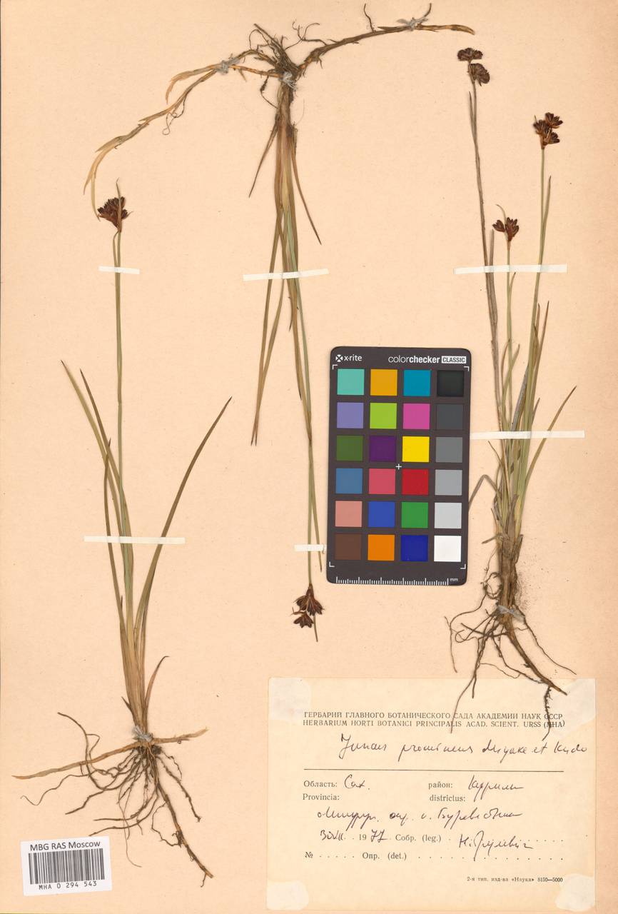 Ситник выдающийся (Buchenau) Miyabe & Kudô, Сибирь, Дальний Восток (S6) (Россия)