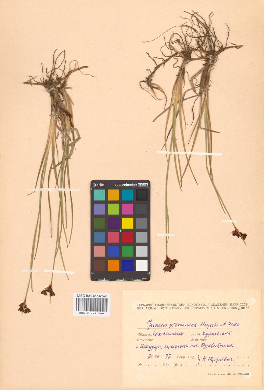 Ситник выдающийся (Buchenau) Miyabe & Kudô, Сибирь, Дальний Восток (S6) (Россия)