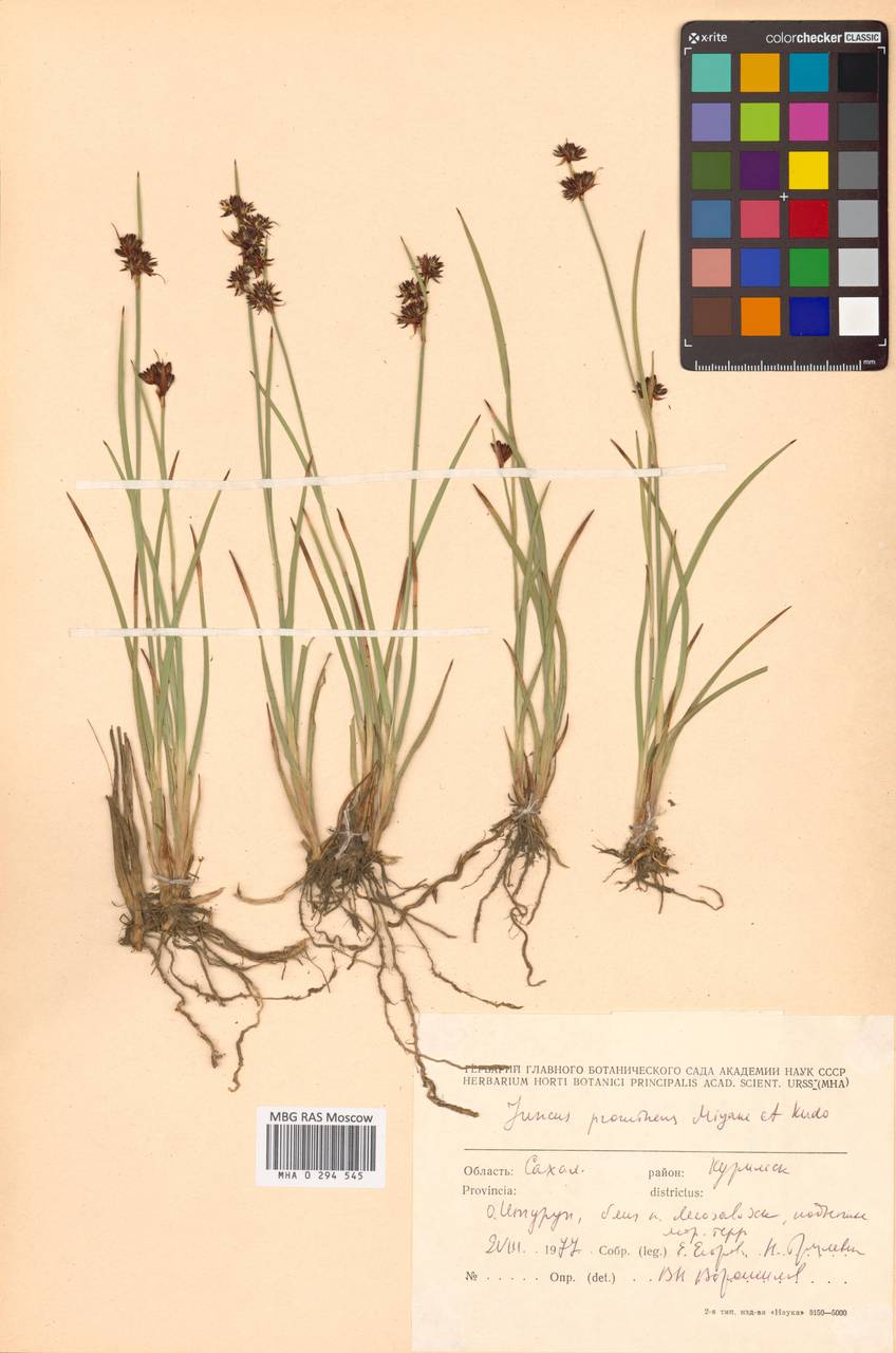 Ситник выдающийся (Buchenau) Miyabe & Kudô, Сибирь, Дальний Восток (S6) (Россия)