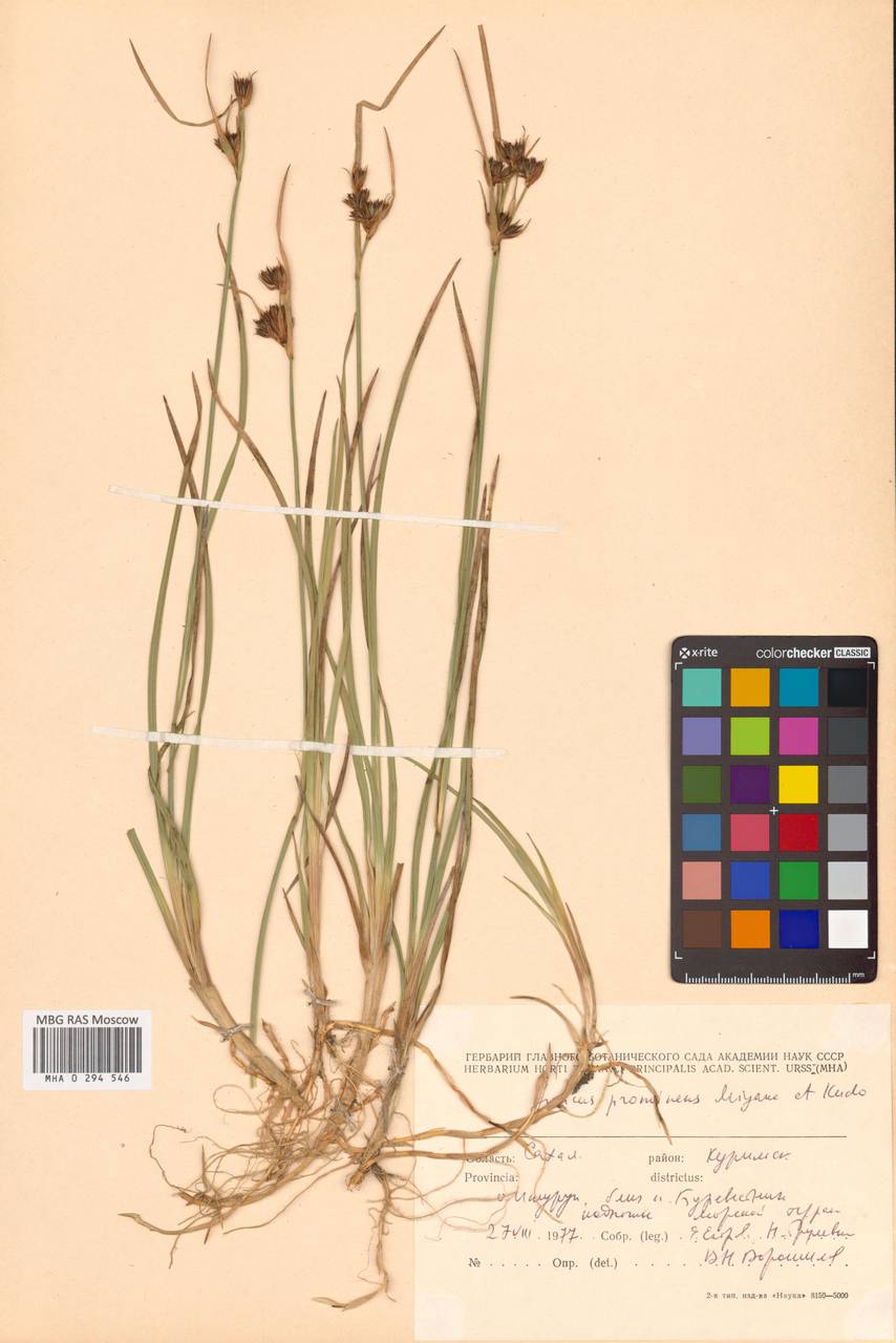 Ситник выдающийся (Buchenau) Miyabe & Kudô, Сибирь, Дальний Восток (S6) (Россия)