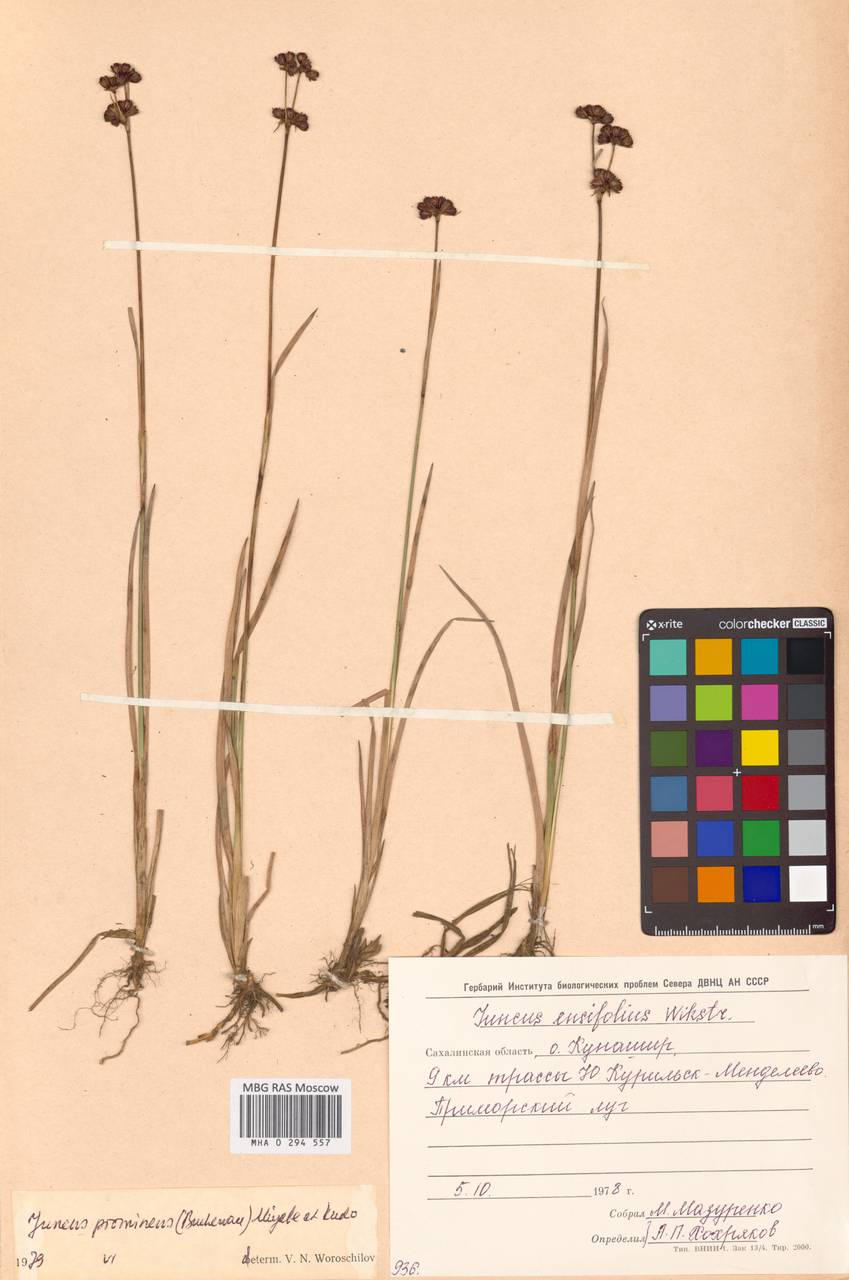 Ситник выдающийся (Buchenau) Miyabe & Kudô, Сибирь, Дальний Восток (S6) (Россия)
