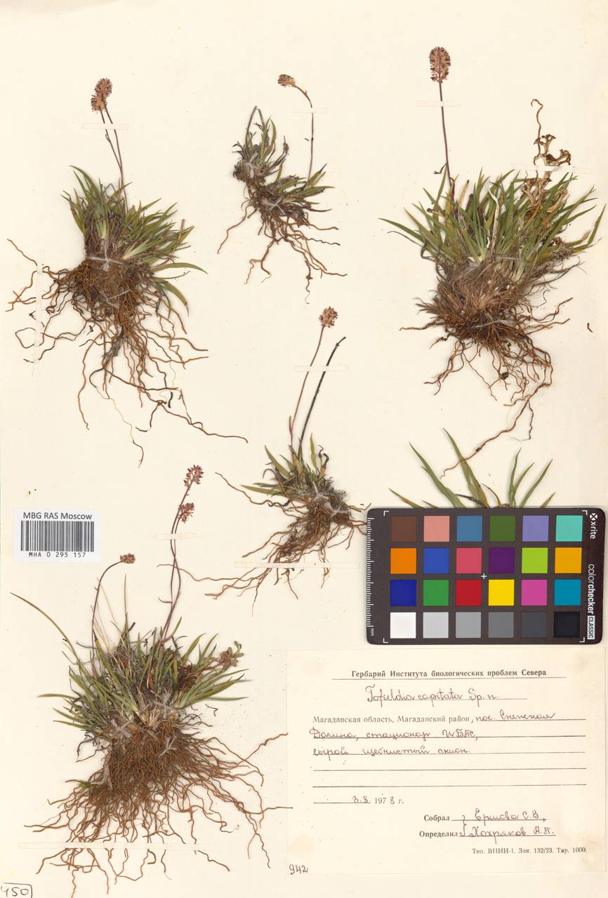 Tofieldia pusilla subsp. pusilla, Сибирь, Чукотка и Камчатка (S7) (Россия)