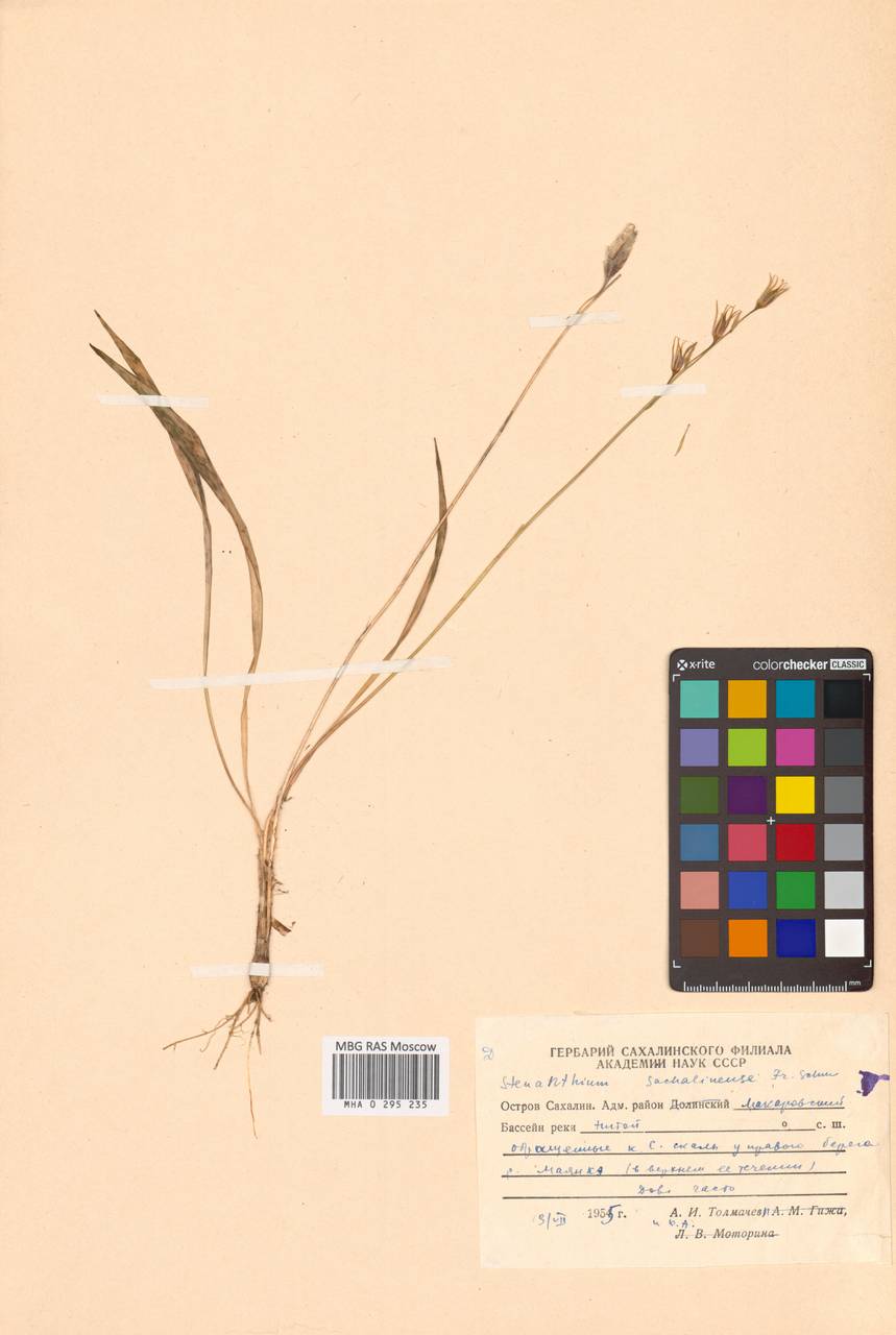 Anticlea sachalinensis (F.Schmidt) Zomlefer & Judd, Сибирь, Дальний Восток (S6) (Россия)