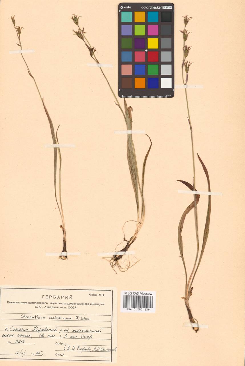 Anticlea sachalinensis (F.Schmidt) Zomlefer & Judd, Сибирь, Дальний Восток (S6) (Россия)