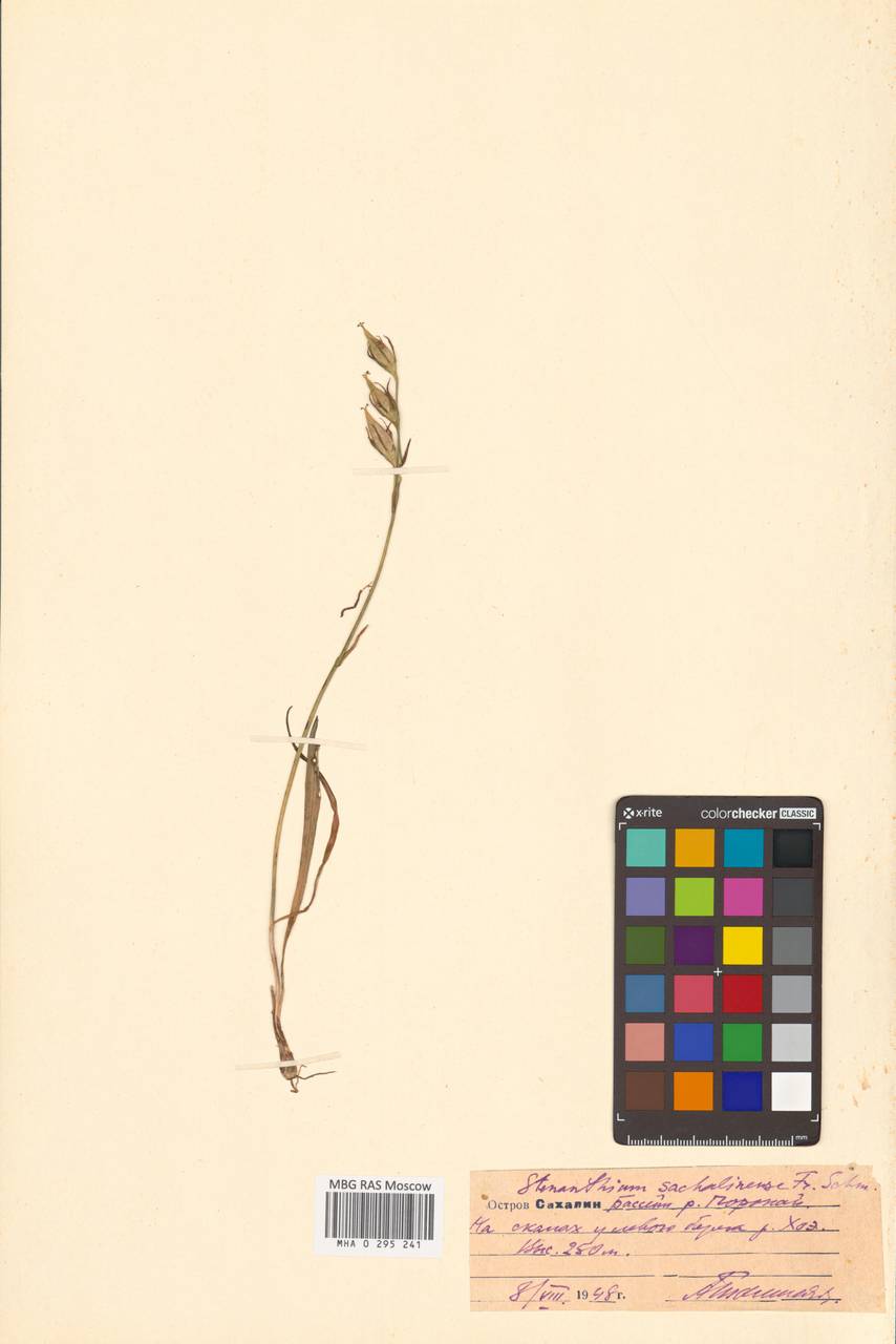 Anticlea sachalinensis (F.Schmidt) Zomlefer & Judd, Сибирь, Дальний Восток (S6) (Россия)