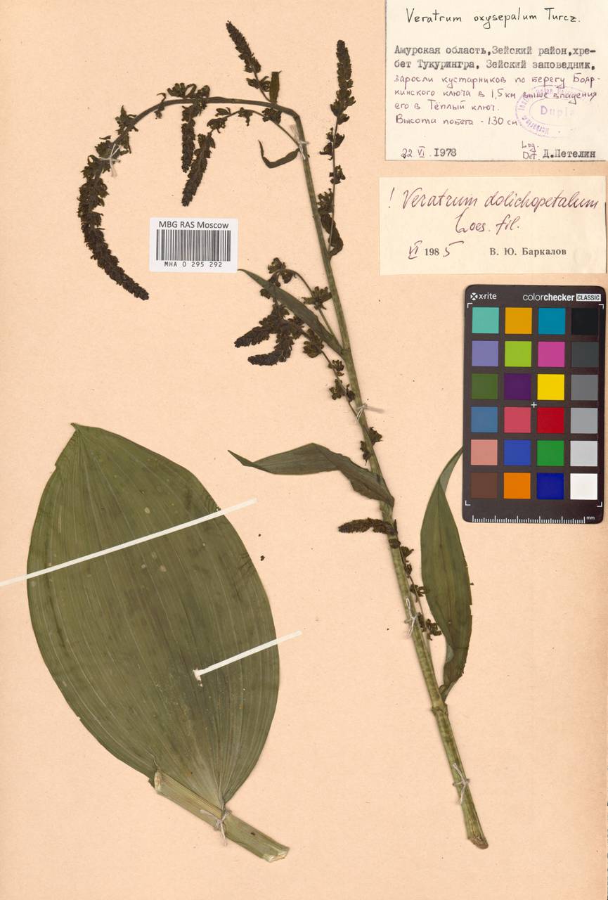 Чемерица длиннолепестковая O.Loes., Сибирь, Дальний Восток (S6) (Россия)