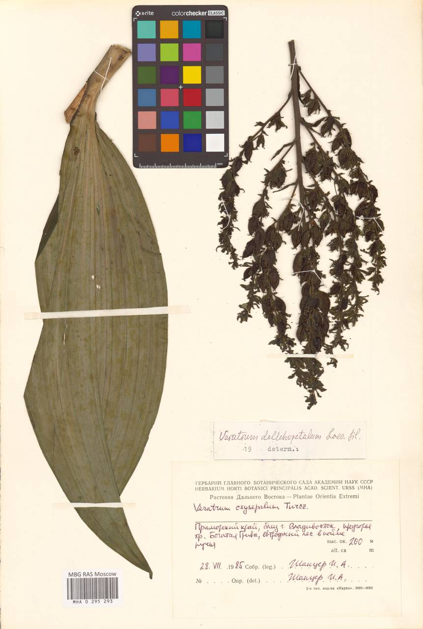 Чемерица длиннолепестковая O.Loes., Сибирь, Дальний Восток (S6) (Россия)