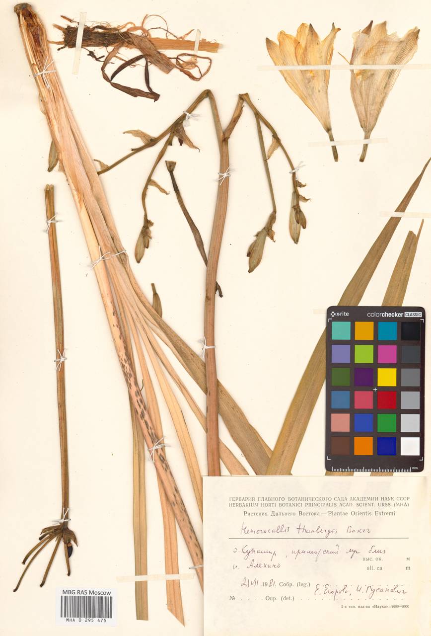 Hemerocallis yezoensis H.Hara, Сибирь, Дальний Восток (S6) (Россия)