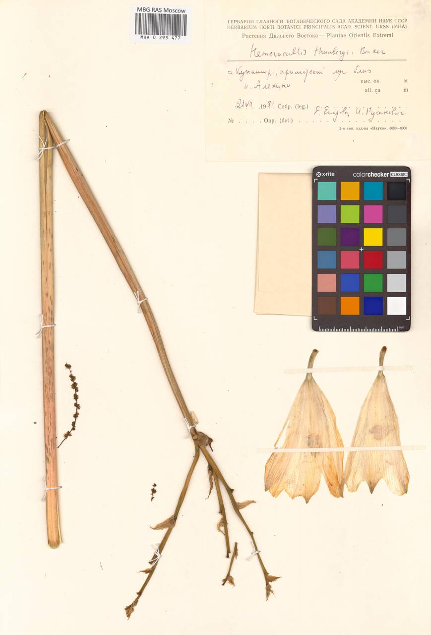 Hemerocallis yezoensis H.Hara, Сибирь, Дальний Восток (S6) (Россия)
