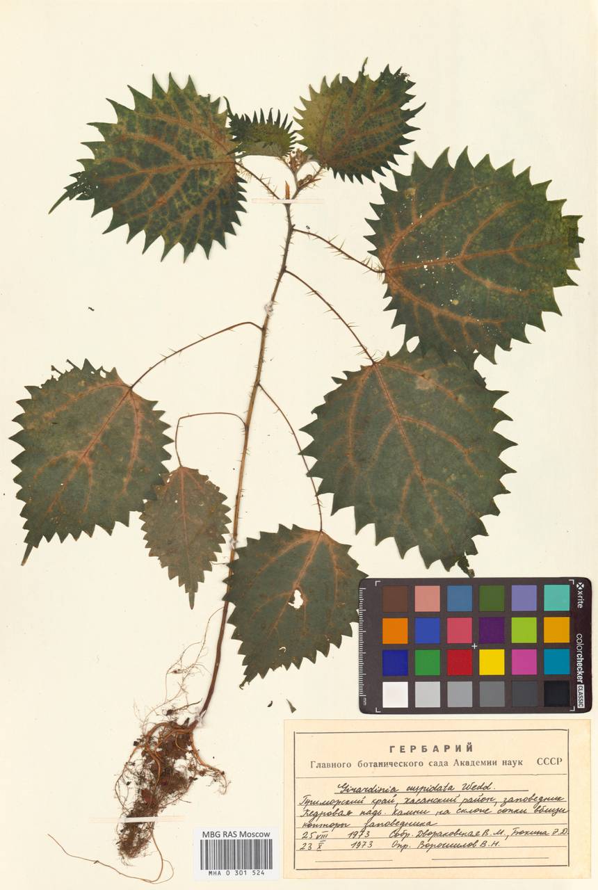 Laportea cuspidata (Wedd.) Friis, Сибирь, Дальний Восток (S6) (Россия)