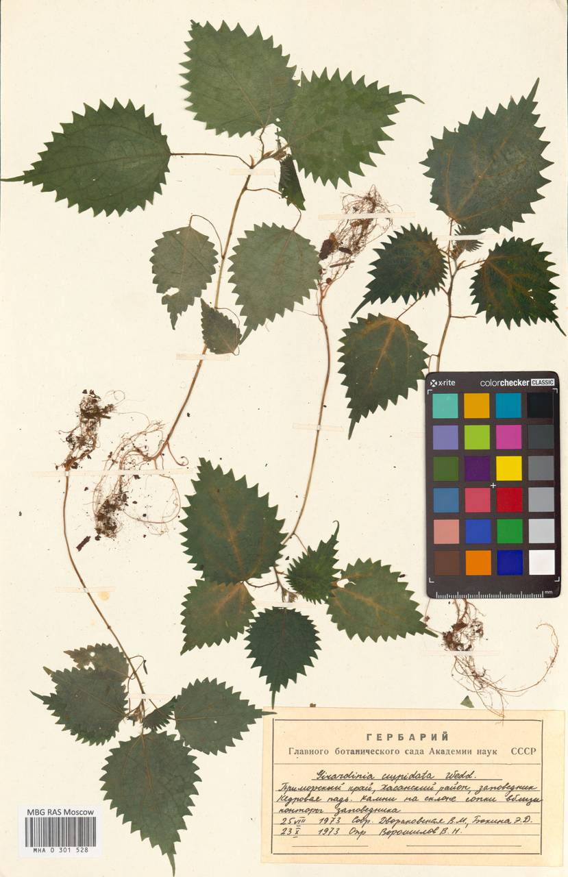 Laportea cuspidata (Wedd.) Friis, Сибирь, Дальний Восток (S6) (Россия)