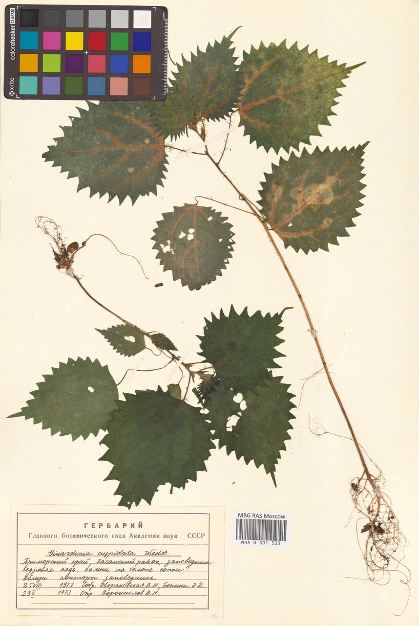 Laportea cuspidata (Wedd.) Friis, Сибирь, Дальний Восток (S6) (Россия)