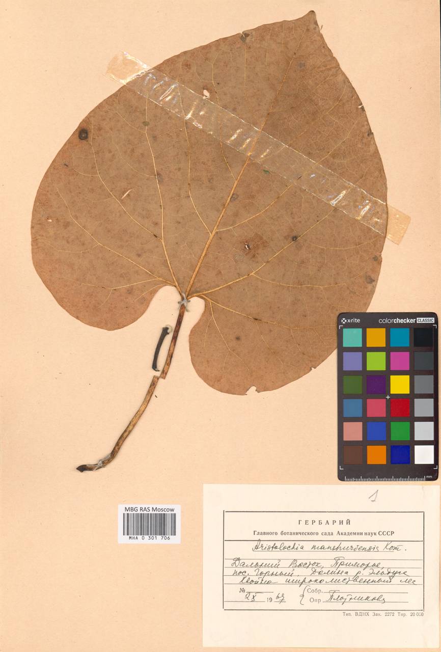 Isotrema manshuriense (Kom.) H.Huber, Сибирь, Дальний Восток (S6) (Россия)