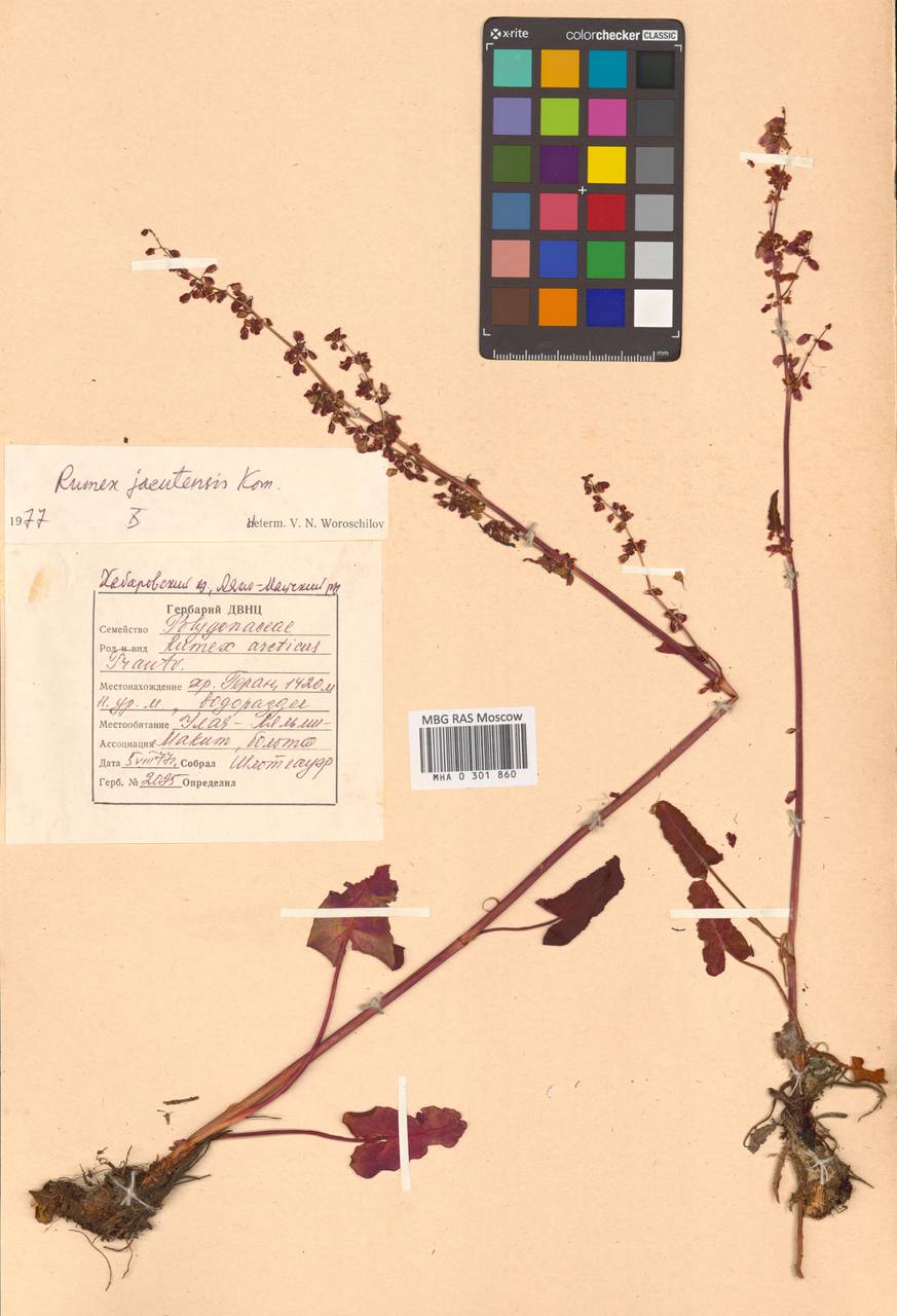 Щавель якутский Kom., Сибирь, Дальний Восток (S6) (Россия)