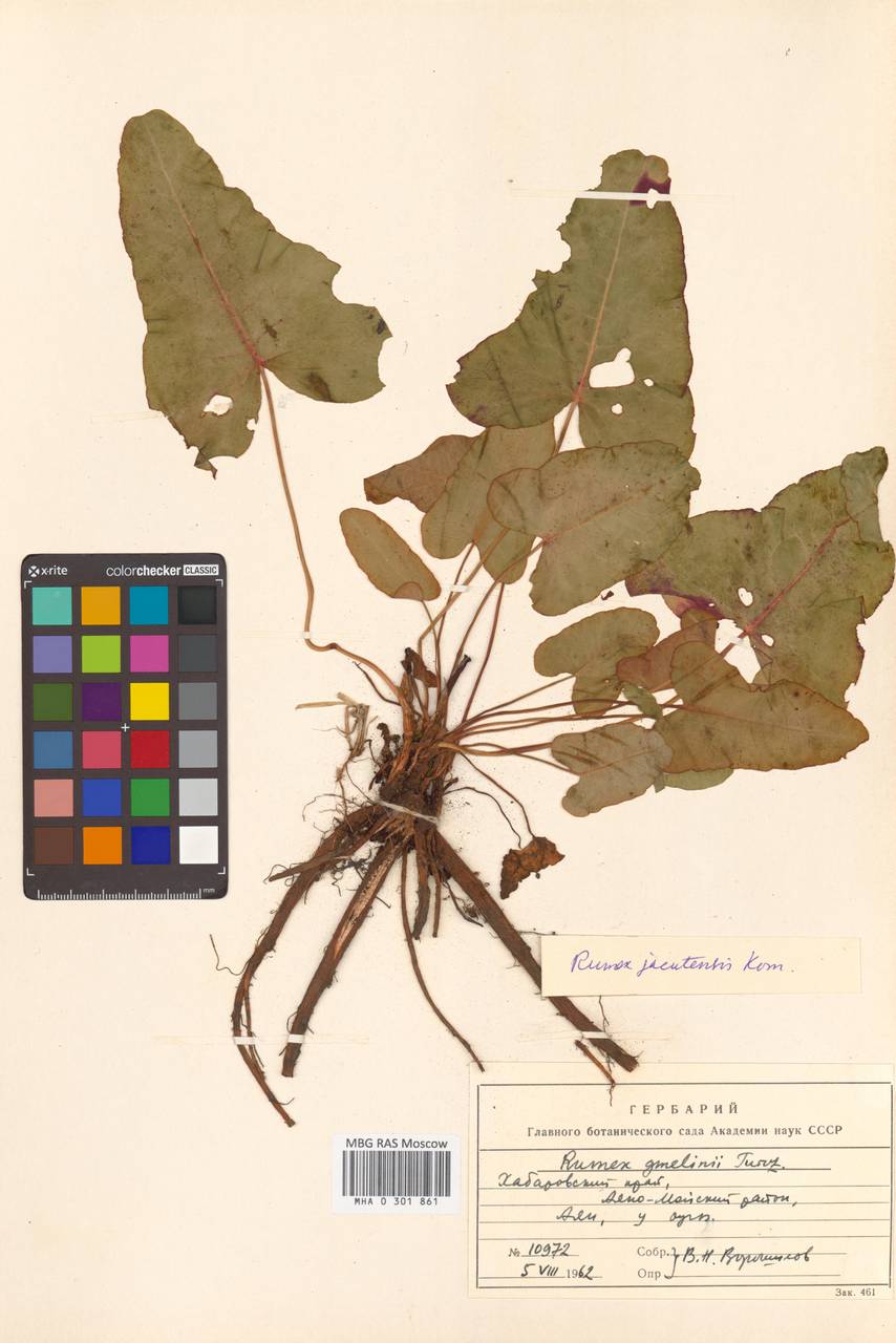 Щавель якутский Kom., Сибирь, Дальний Восток (S6) (Россия)