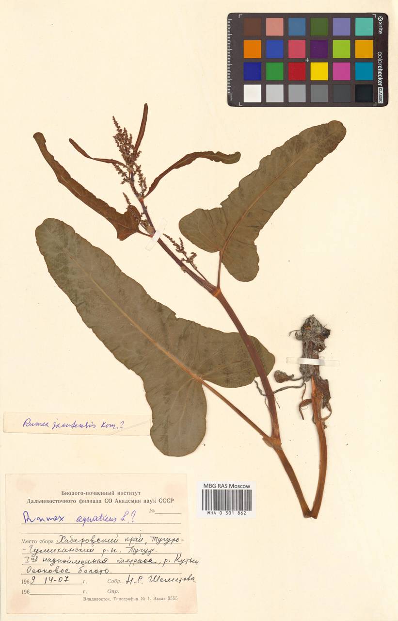 Щавель якутский Kom., Сибирь, Дальний Восток (S6) (Россия)