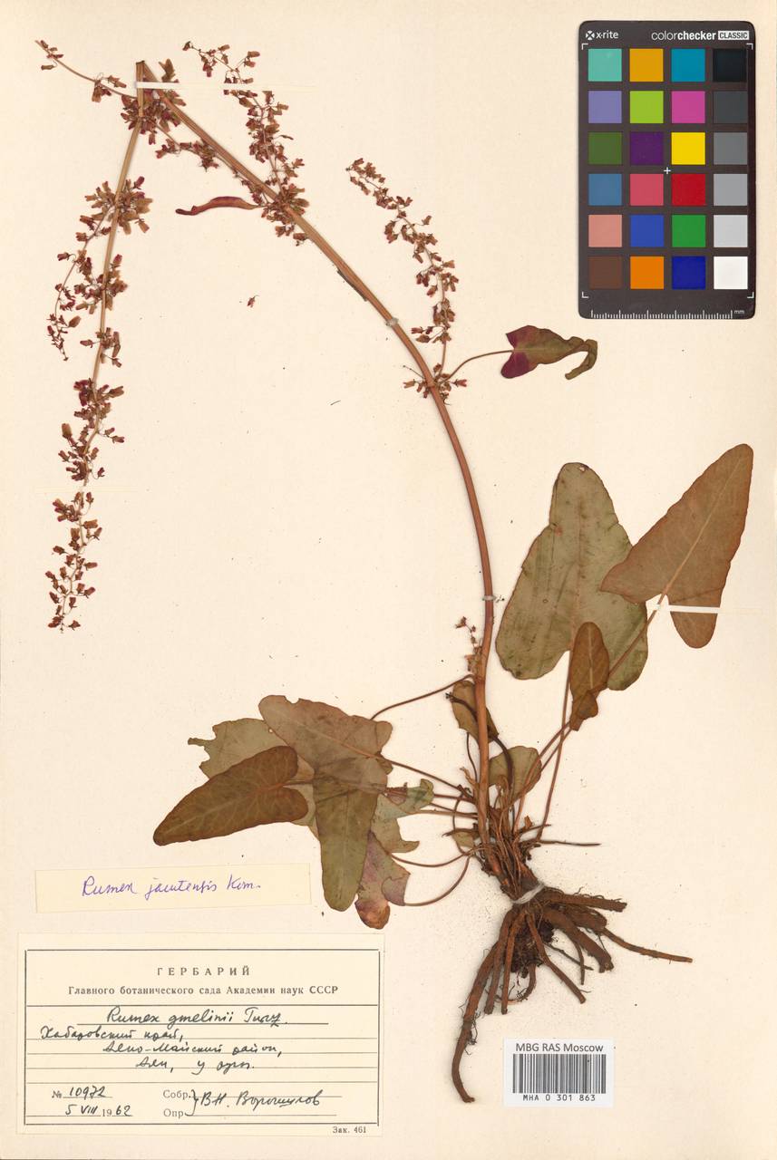 Щавель якутский Kom., Сибирь, Дальний Восток (S6) (Россия)