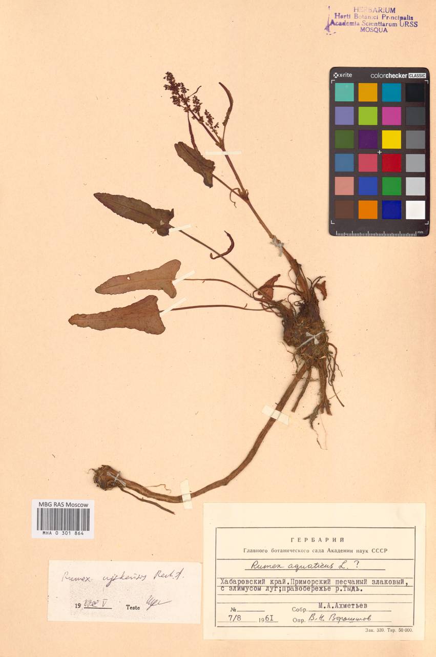 Щавель якутский Kom., Сибирь, Дальний Восток (S6) (Россия)