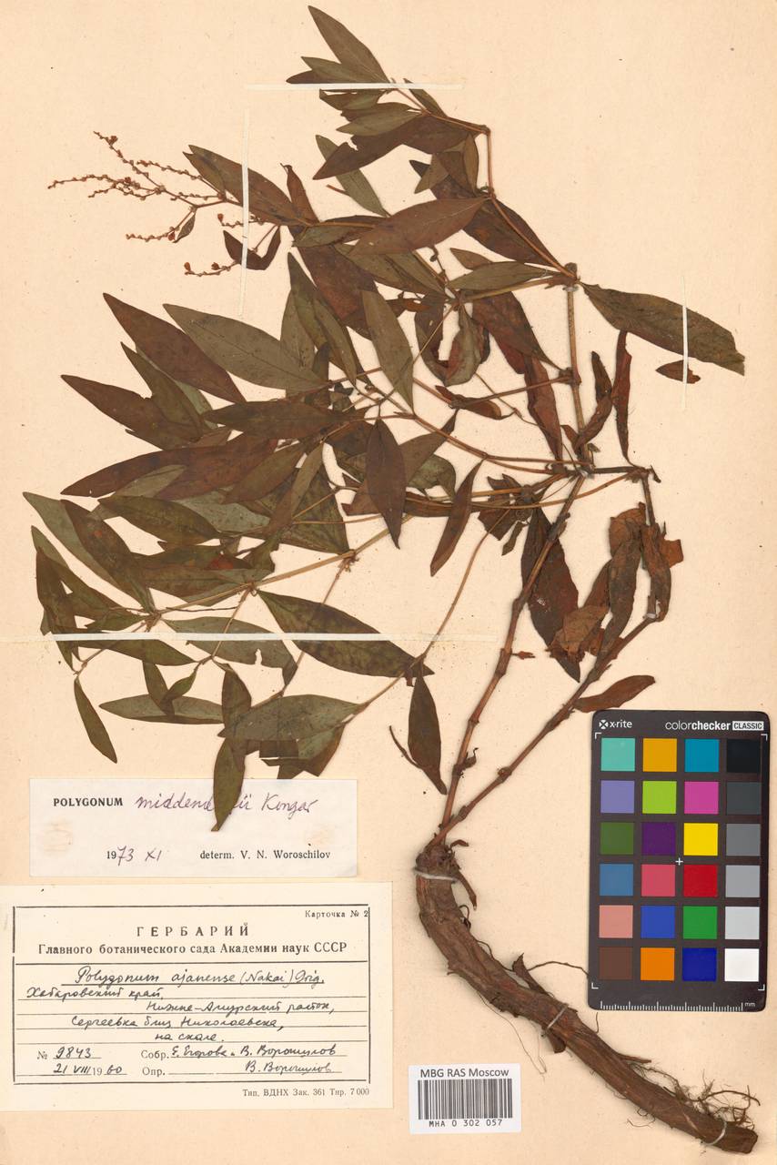Polygonum ajanense subsp. middendorfii (Kongar) Vorosch., Сибирь, Дальний Восток (S6) (Россия)