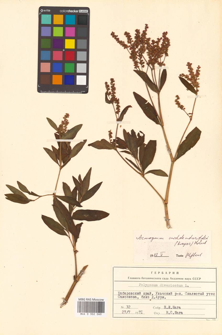 Polygonum ajanense subsp. middendorfii (Kongar) Vorosch., Сибирь, Дальний Восток (S6) (Россия)