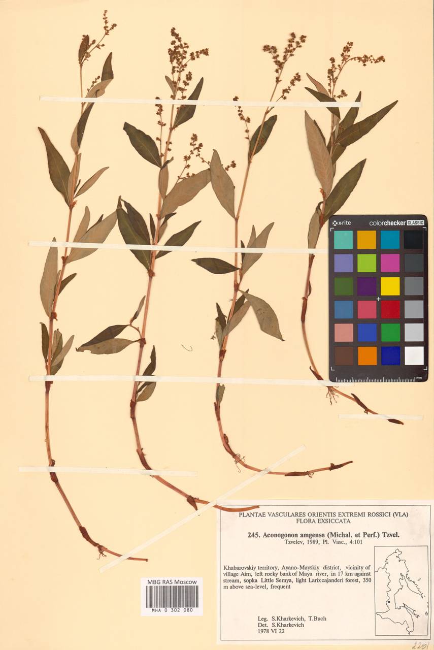 Polygonum amgense Michaleva & Perfiljeva, Сибирь, Дальний Восток (S6) (Россия)