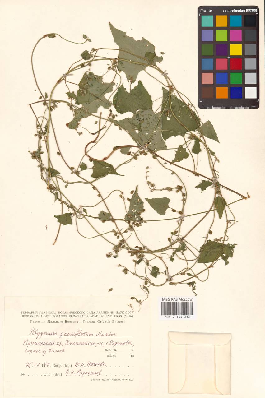 Fallopia dumetorum var. pauciflora (Maxim.) A. J. Li, Сибирь, Дальний Восток (S6) (Россия)