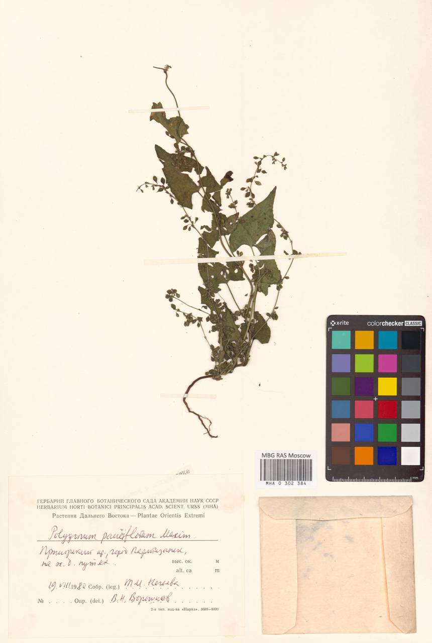 Fallopia dumetorum var. pauciflora (Maxim.) A. J. Li, Сибирь, Дальний Восток (S6) (Россия)