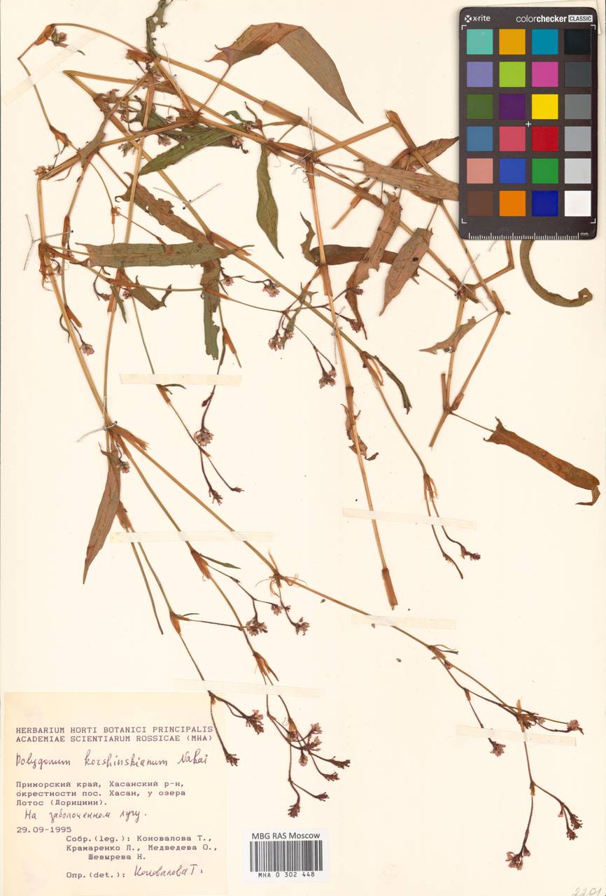 Горец копьевидно-стреловидный (Makino) Nakai ex Mori, Сибирь, Дальний Восток (S6) (Россия)