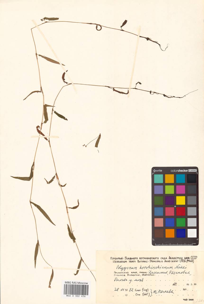 Горец копьевидно-стреловидный (Makino) Nakai ex Mori, Сибирь, Дальний Восток (S6) (Россия)