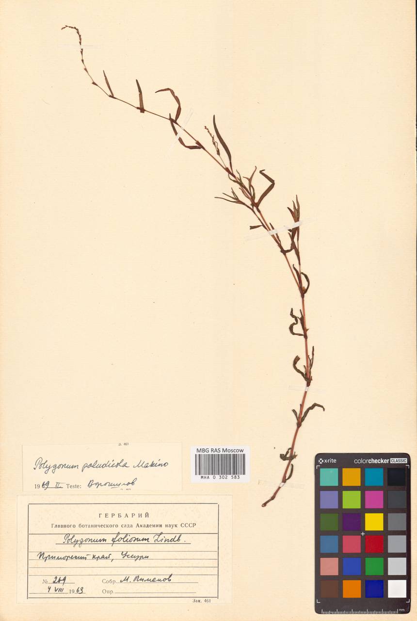 Persicaria foliosa var. paludicola (Makino) H. Hara, Сибирь, Дальний Восток (S6) (Россия)