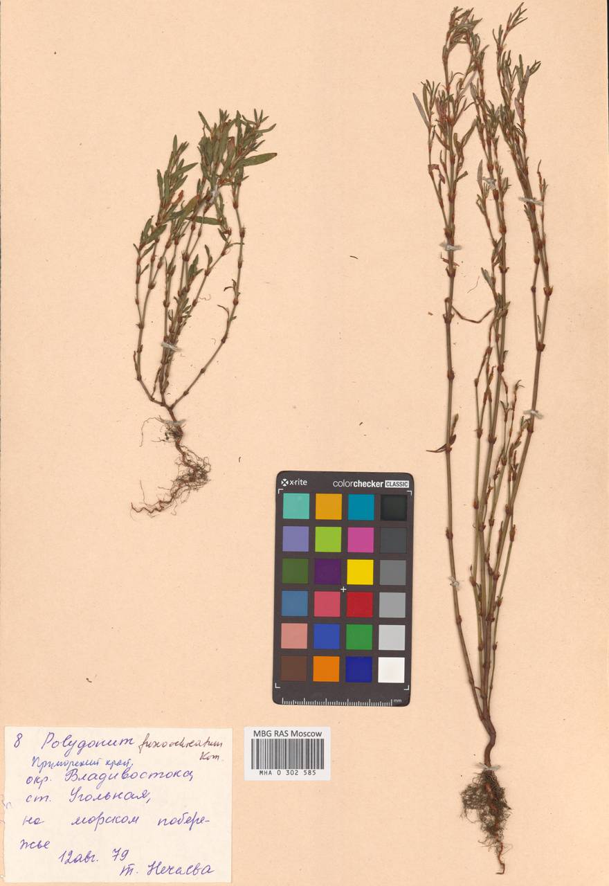 Спорыш бурораструбовый Kom., Сибирь, Дальний Восток (S6) (Россия)