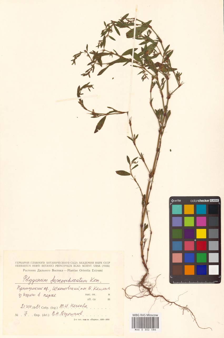 Спорыш бурораструбовый Kom., Сибирь, Дальний Восток (S6) (Россия)