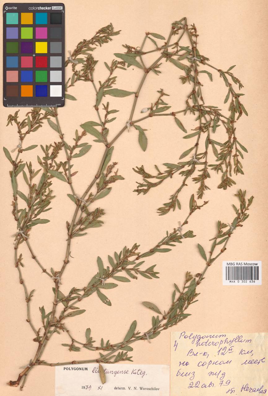 Спорыш бурораструбовый Kom., Сибирь, Дальний Восток (S6) (Россия)