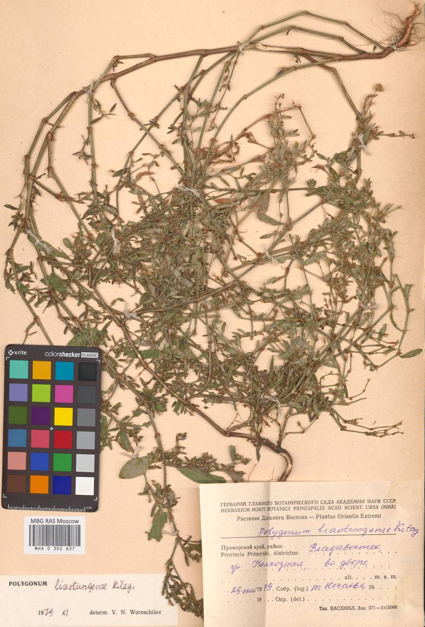 Спорыш бурораструбовый Kom., Сибирь, Дальний Восток (S6) (Россия)