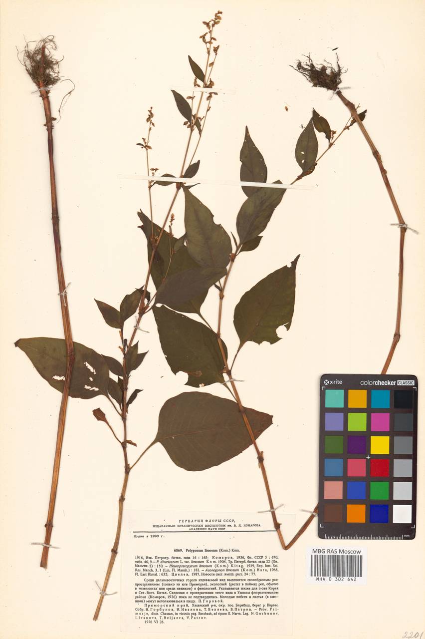 Кенигия топяная (Kom.) T. M. Schust. & Reveal, Сибирь, Дальний Восток (S6) (Россия)