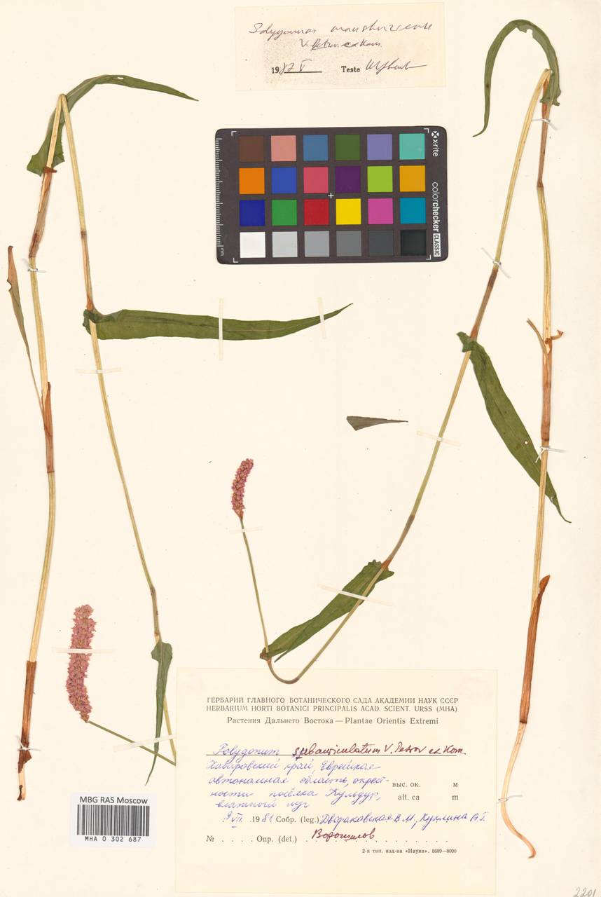 Змеевик маньчжурский (Petrov ex Kom.) Kom., Сибирь, Дальний Восток (S6) (Россия)