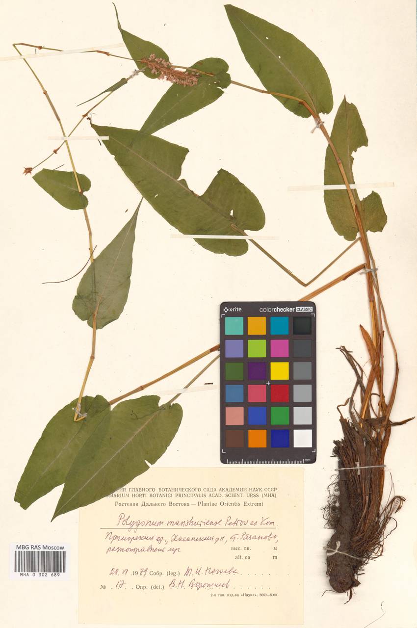 Змеевик маньчжурский (Petrov ex Kom.) Kom., Сибирь, Дальний Восток (S6) (Россия)