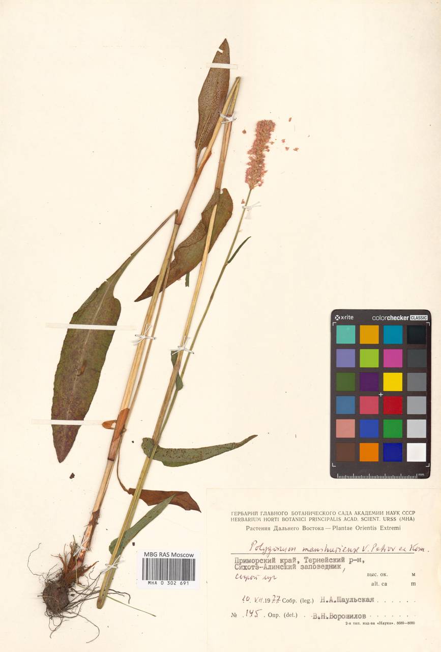 Змеевик маньчжурский (Petrov ex Kom.) Kom., Сибирь, Дальний Восток (S6) (Россия)