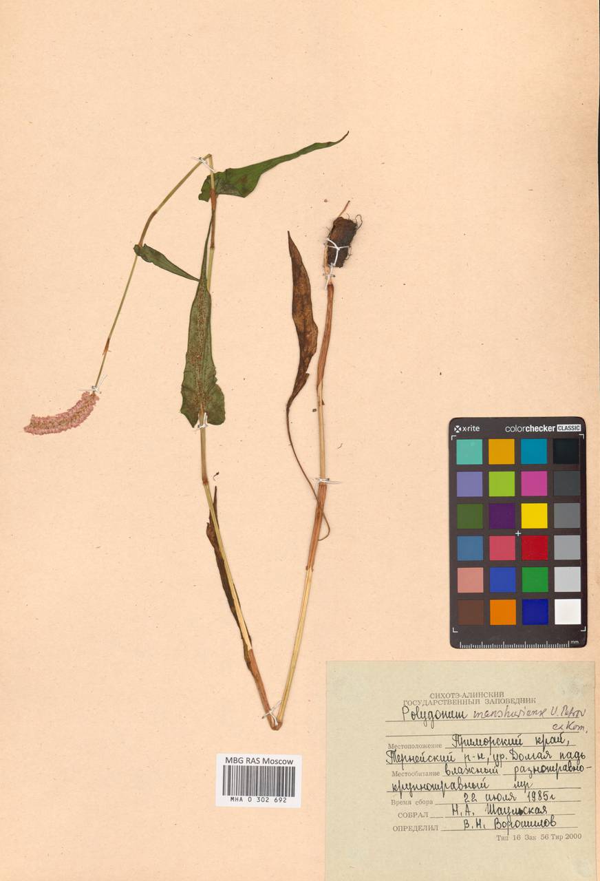 Змеевик маньчжурский (Petrov ex Kom.) Kom., Сибирь, Дальний Восток (S6) (Россия)