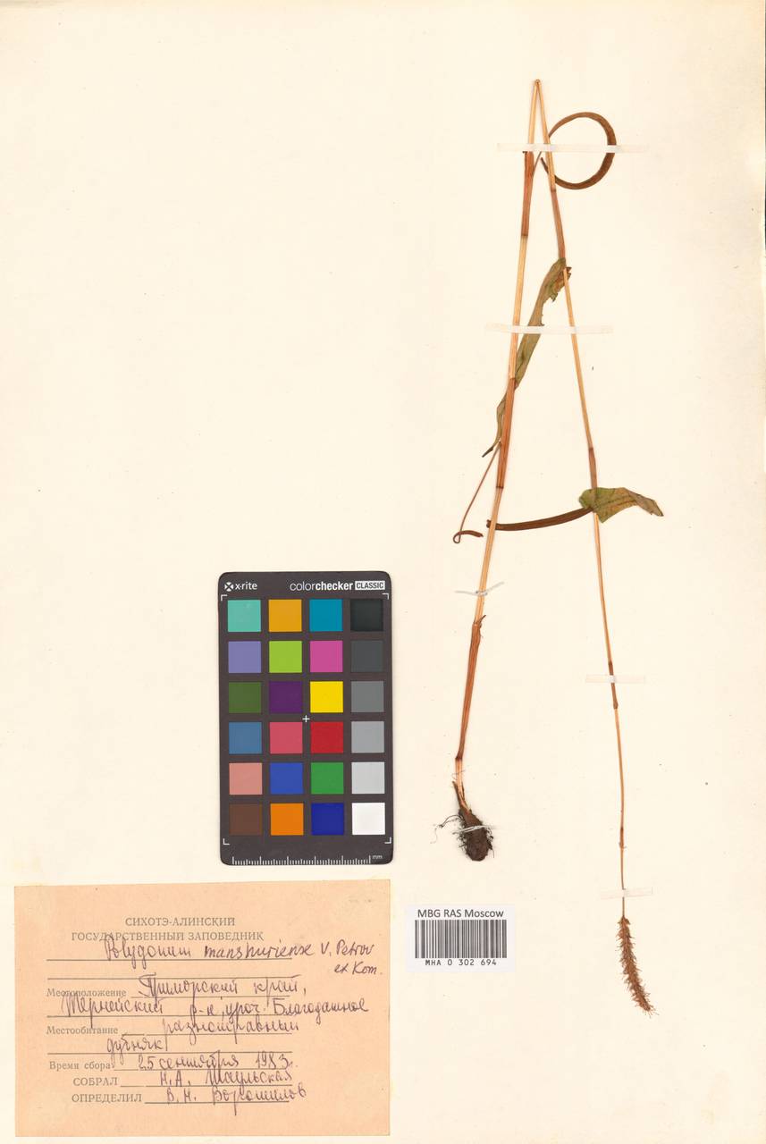 Змеевик маньчжурский (Petrov ex Kom.) Kom., Сибирь, Дальний Восток (S6) (Россия)