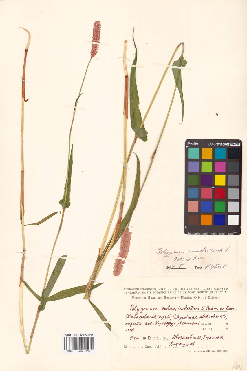 Змеевик маньчжурский (Petrov ex Kom.) Kom., Сибирь, Дальний Восток (S6) (Россия)