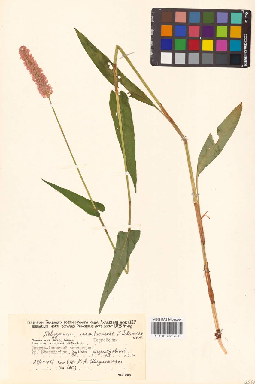 Змеевик маньчжурский (Petrov ex Kom.) Kom., Сибирь, Дальний Восток (S6) (Россия)