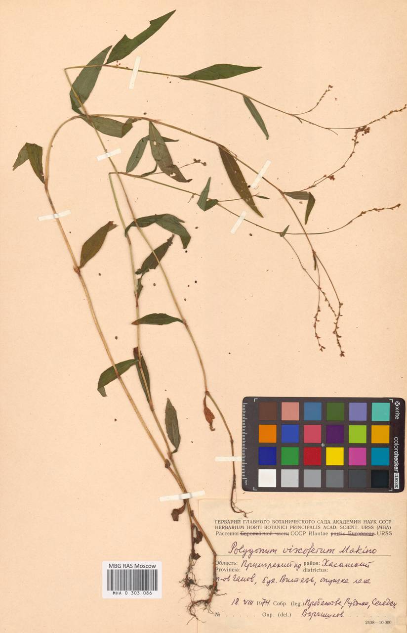 Горец клейкий (Makino) H. Gross, Сибирь, Дальний Восток (S6) (Россия)